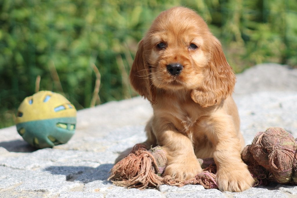 Engelse Cocker pups, België, CDV (hondenziekte), 8 tot 15 weken, Meerdere