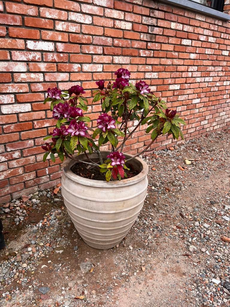 Mooie stenen pot, Tuin en Terras, Ophalen, Zo goed als nieuw