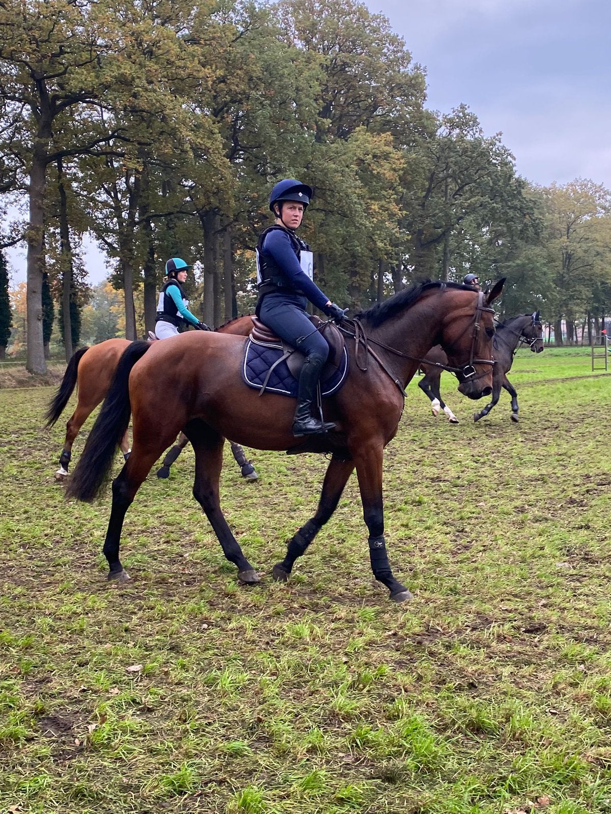 5 jarige merrie, B, Avec pedigree, 165 à 170 cm, Cheval de saut