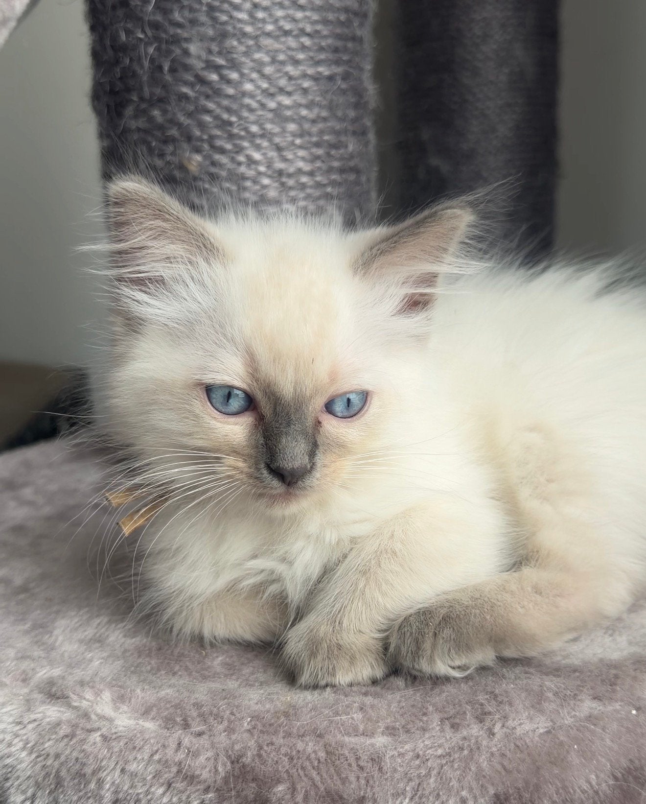 Prachtig ragdoll kitten nog beschikbaar, Dieren en Toebehoren, Kater, Met stamboom, 0 tot 2 jaar