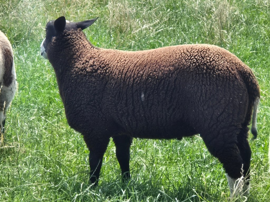 Jonge Dek ram  te koop, Animaux & Accessoires, Moutons, Chèvres & Cochons, Mouton, Mâle, 0 à 2 ans
