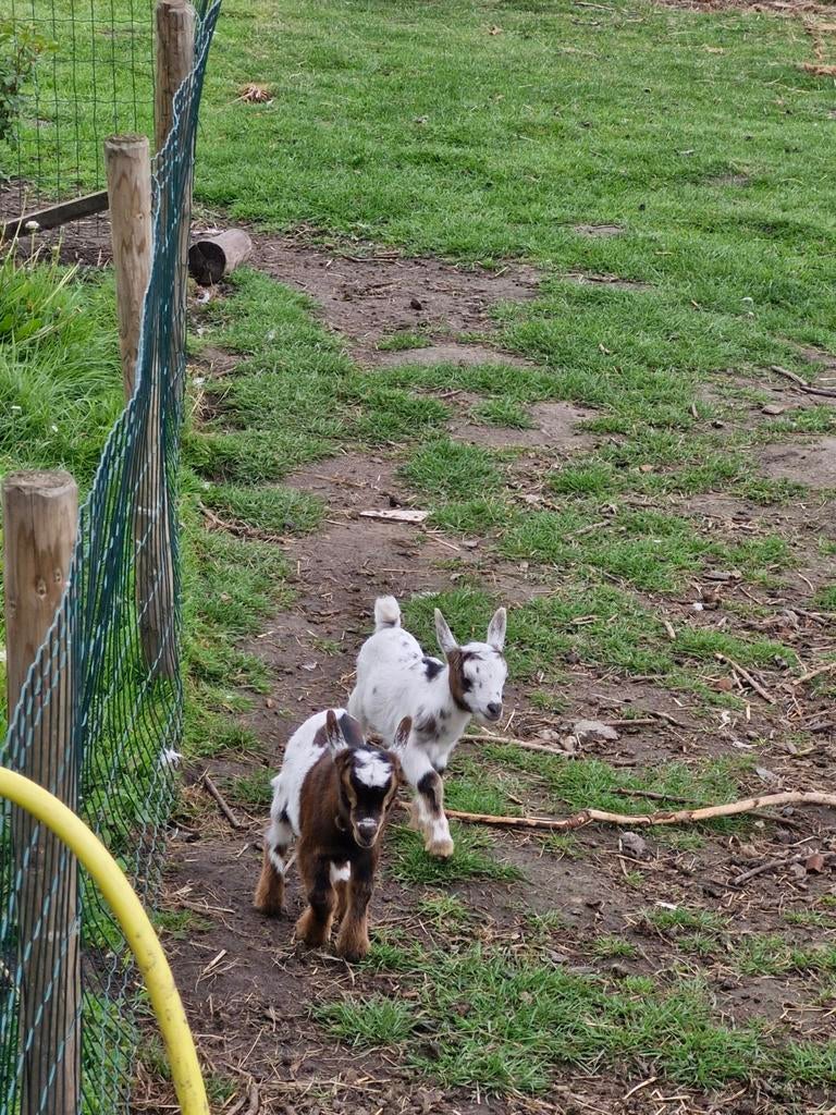 Mieke met 2 lammertjes(bokjes)