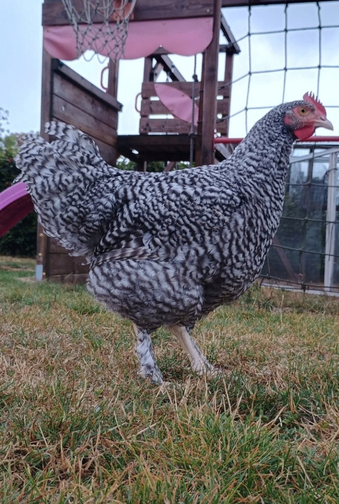 mechelse koekoek haan/hanen te koop, Mâle, Poule ou poulet