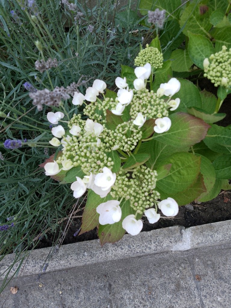 Hortensia blanc -bleu +/- 30 cm prêt  à fleurir, Enlèvement, Hortensia