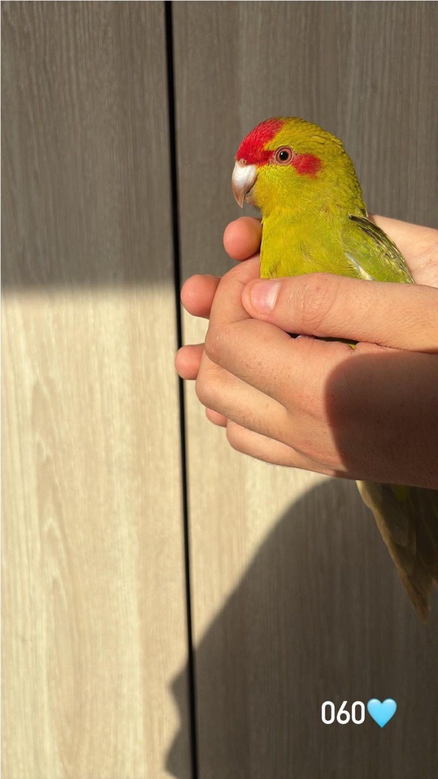 Kakariki mâles