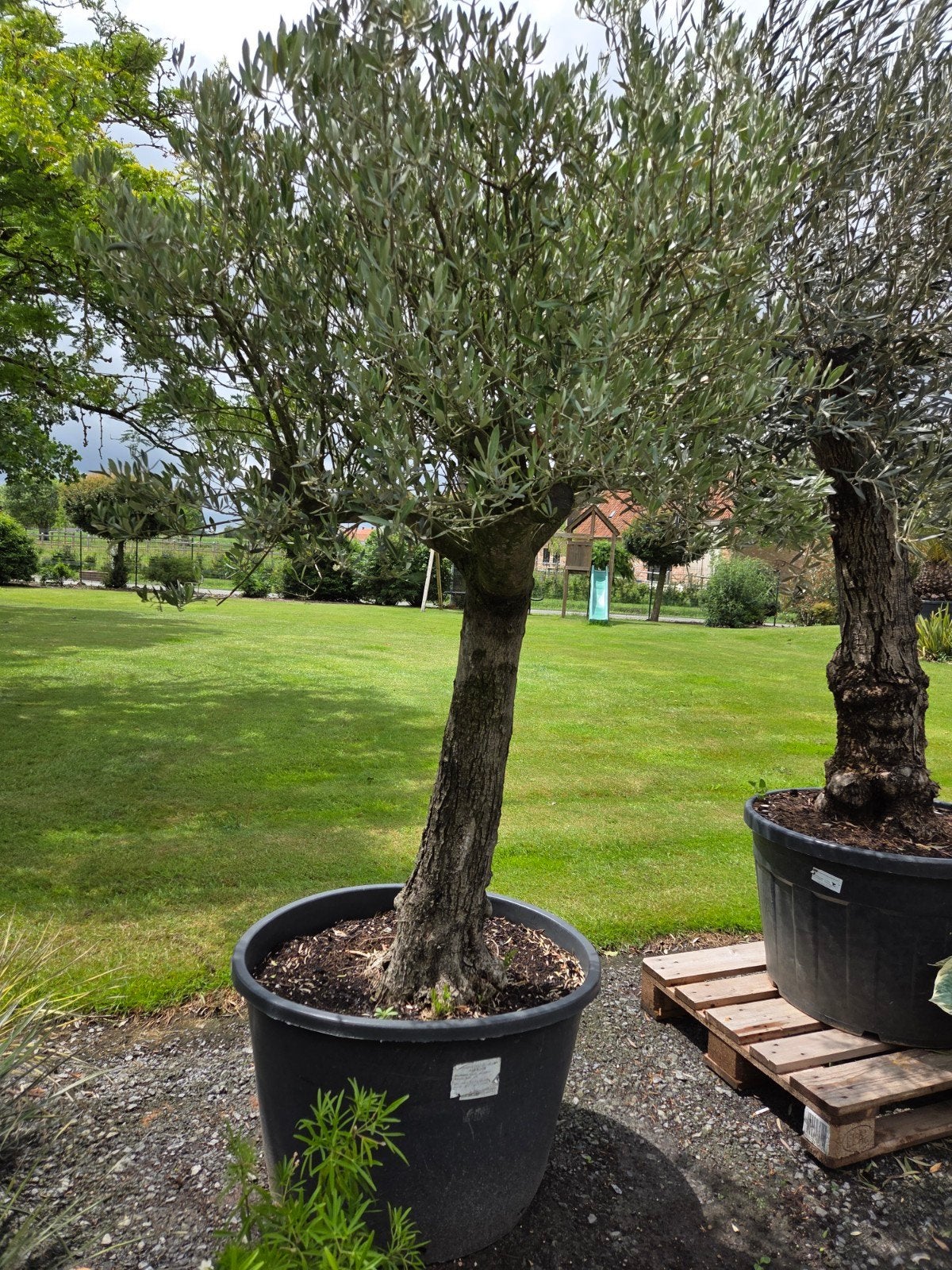 Olijfboom Olea Europaea, Jardin & Terrasse, Plantes | Arbres, Enlèvement, Olivier