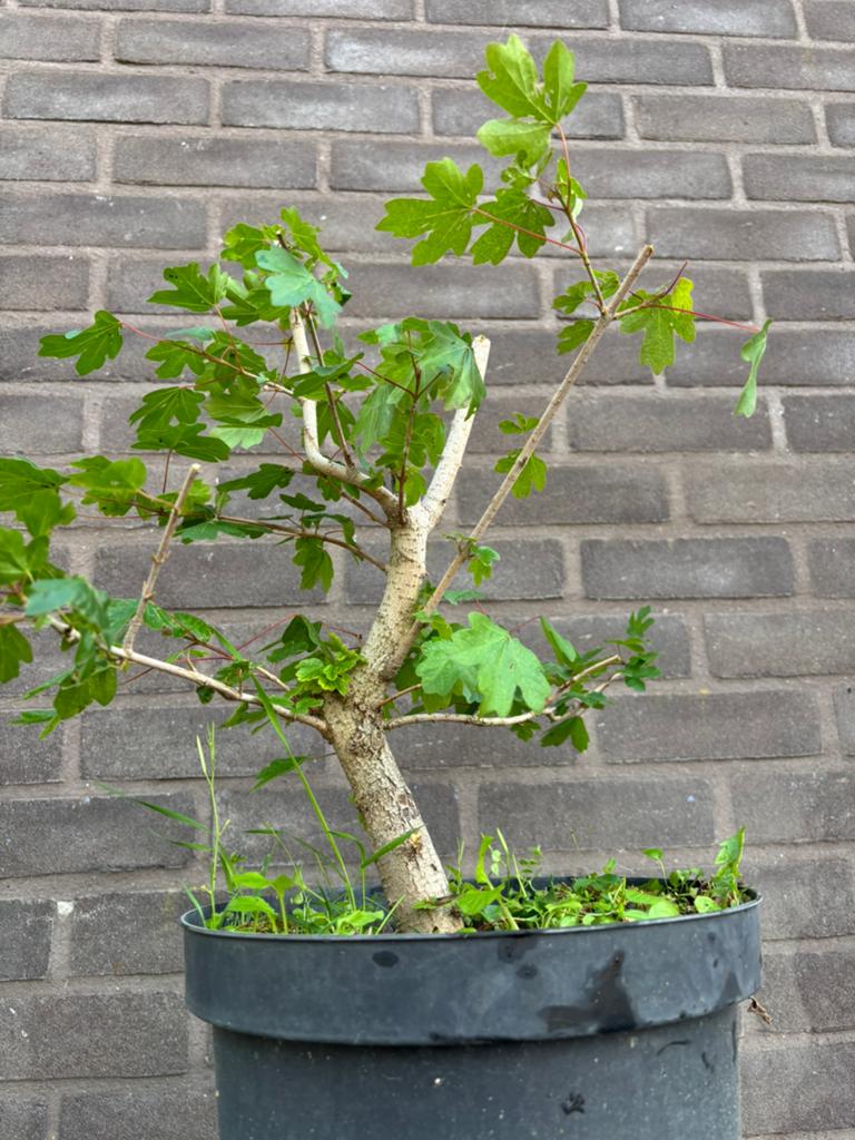 Bonsai acer campestre, Tuin en Terras, Planten | Bomen, Ophalen