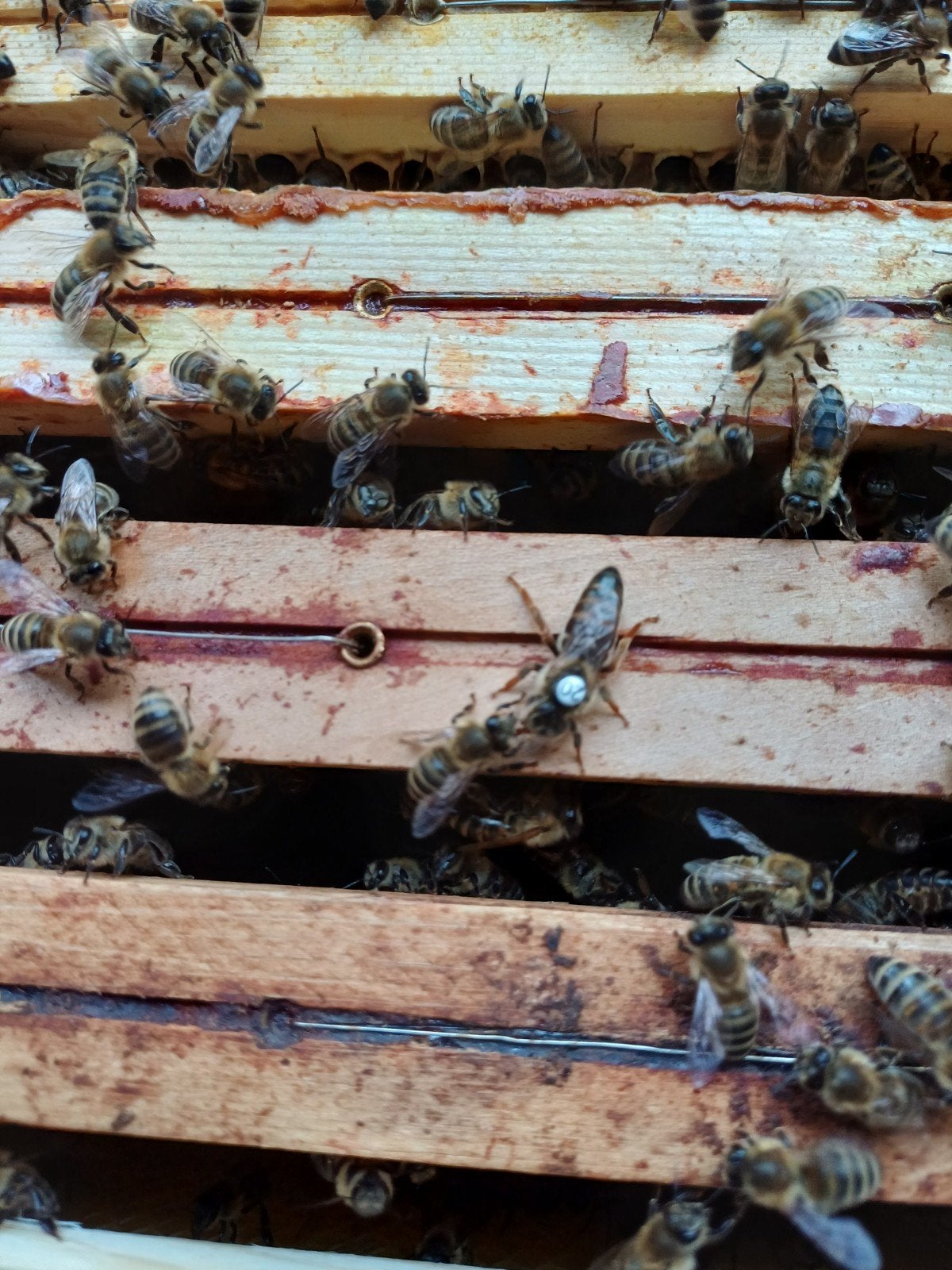 F1 Koninginnen van 2026, Abeilles