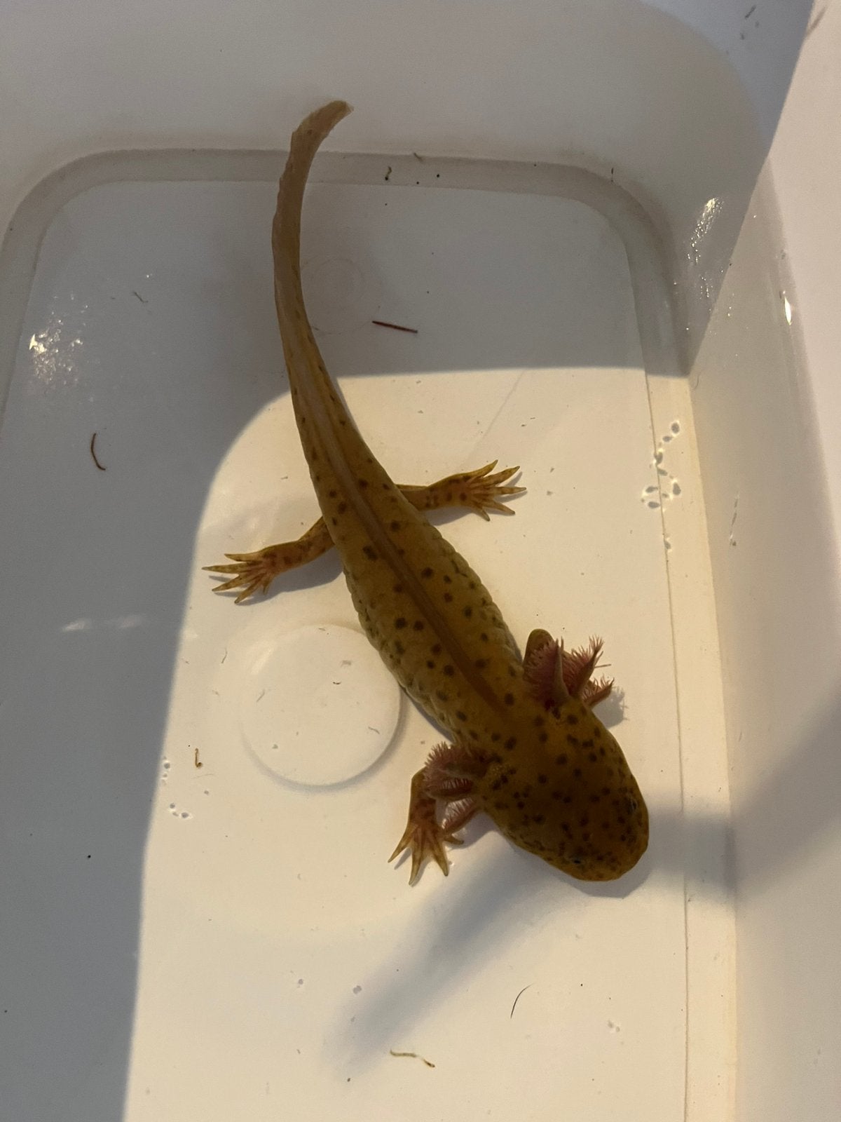 Spotted copper vrouwen, Overige typen, Zoetwatervis