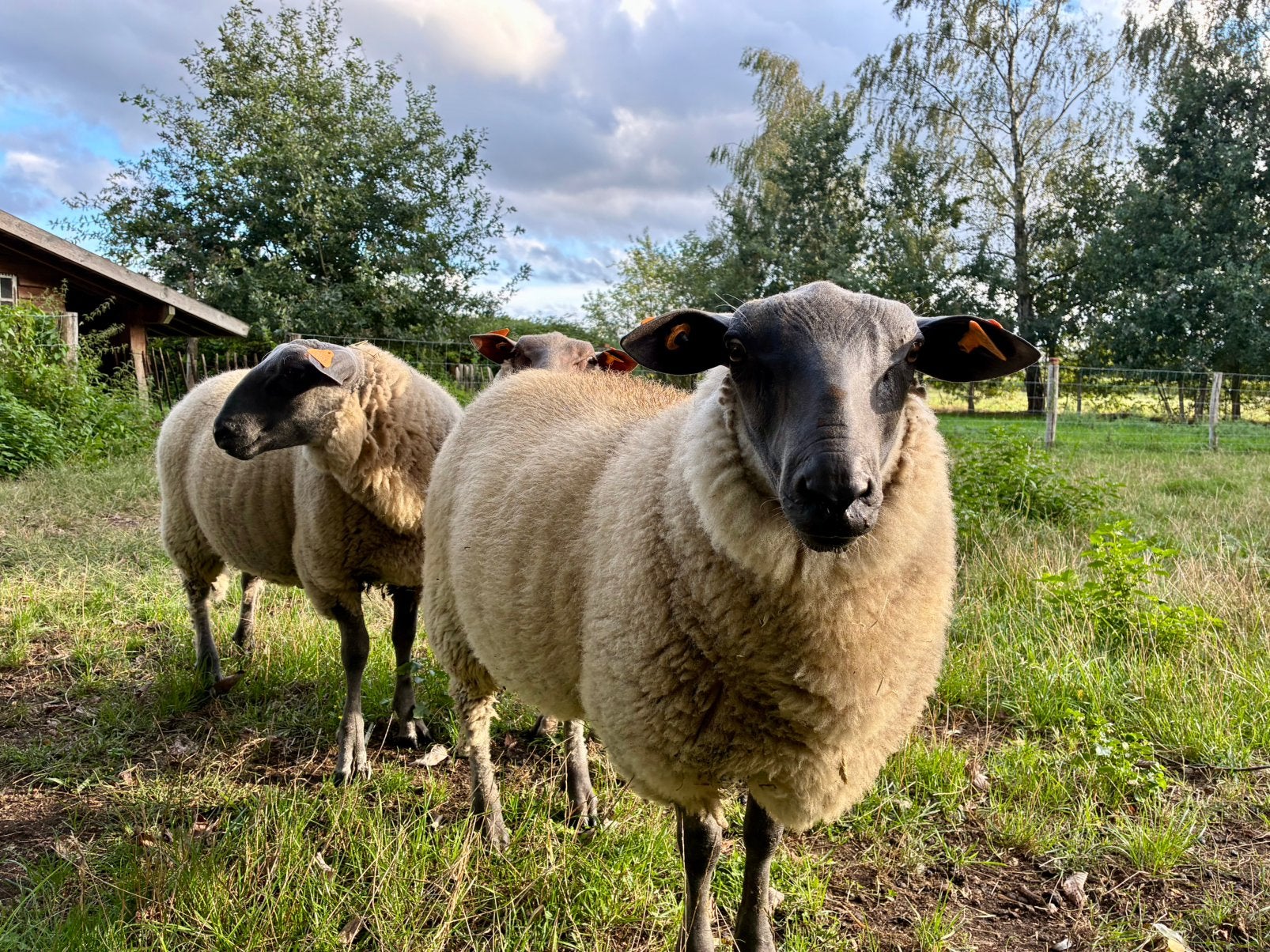 Bleu du maine ram en ooi lammeren, Plusieurs animaux, Mouton, 0 à 2 ans