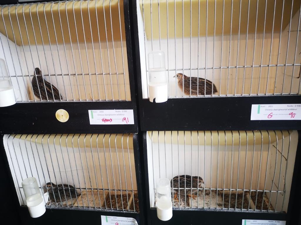 Chinese Kwartels, Dieren en Toebehoren, Ophalen