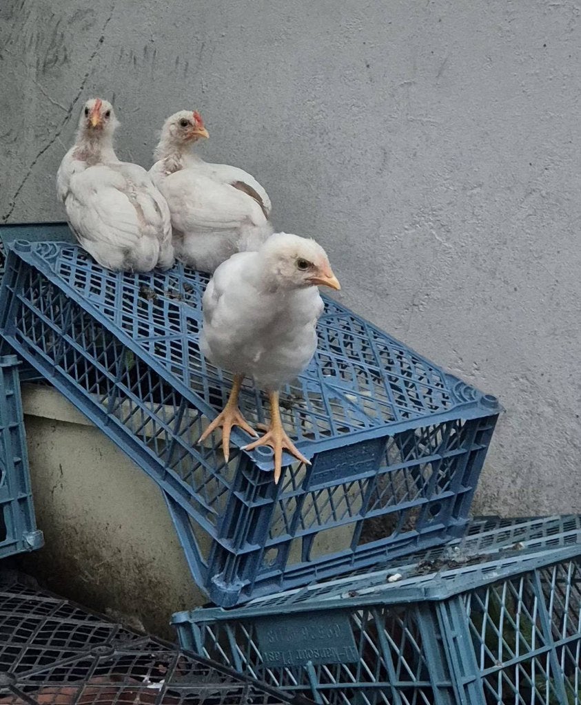 Poulets pondus, Animaux & Accessoires, Animaux Autre, Mai