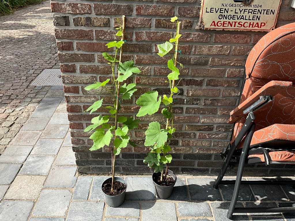 Druivelaars, Tuin en Terras, Ophalen