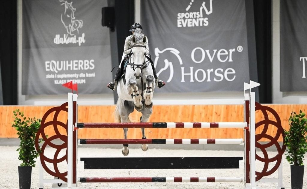 OBC-Carl-O springen 145 cm in veiling ESHA meerdere paarden, Dieren en Toebehoren, Paarden, Springpaard, 175 cm of meer, Met stamboom