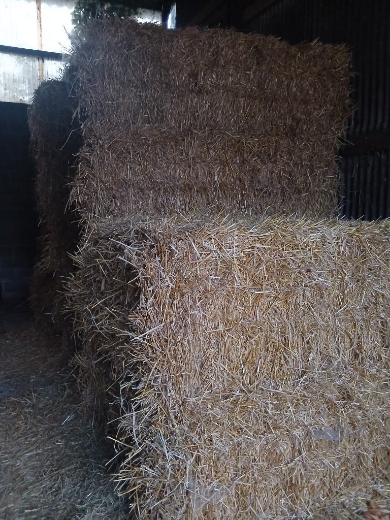 Stro te koop, Enlèvement, Bétail