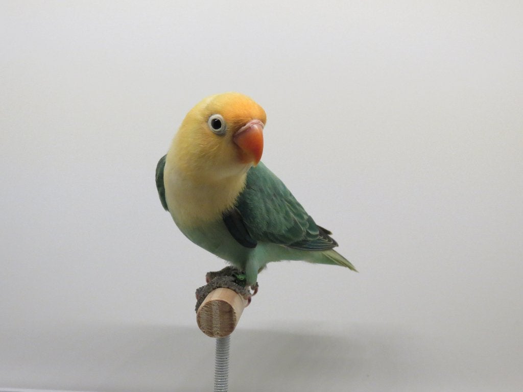 fischeri's 2026, Dieren en Toebehoren, Dwergpapegaai of Agapornis, Geringd
