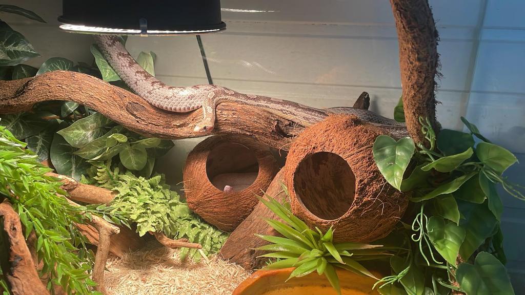 Volledig Terrarium, Ophalen, Gebruikt