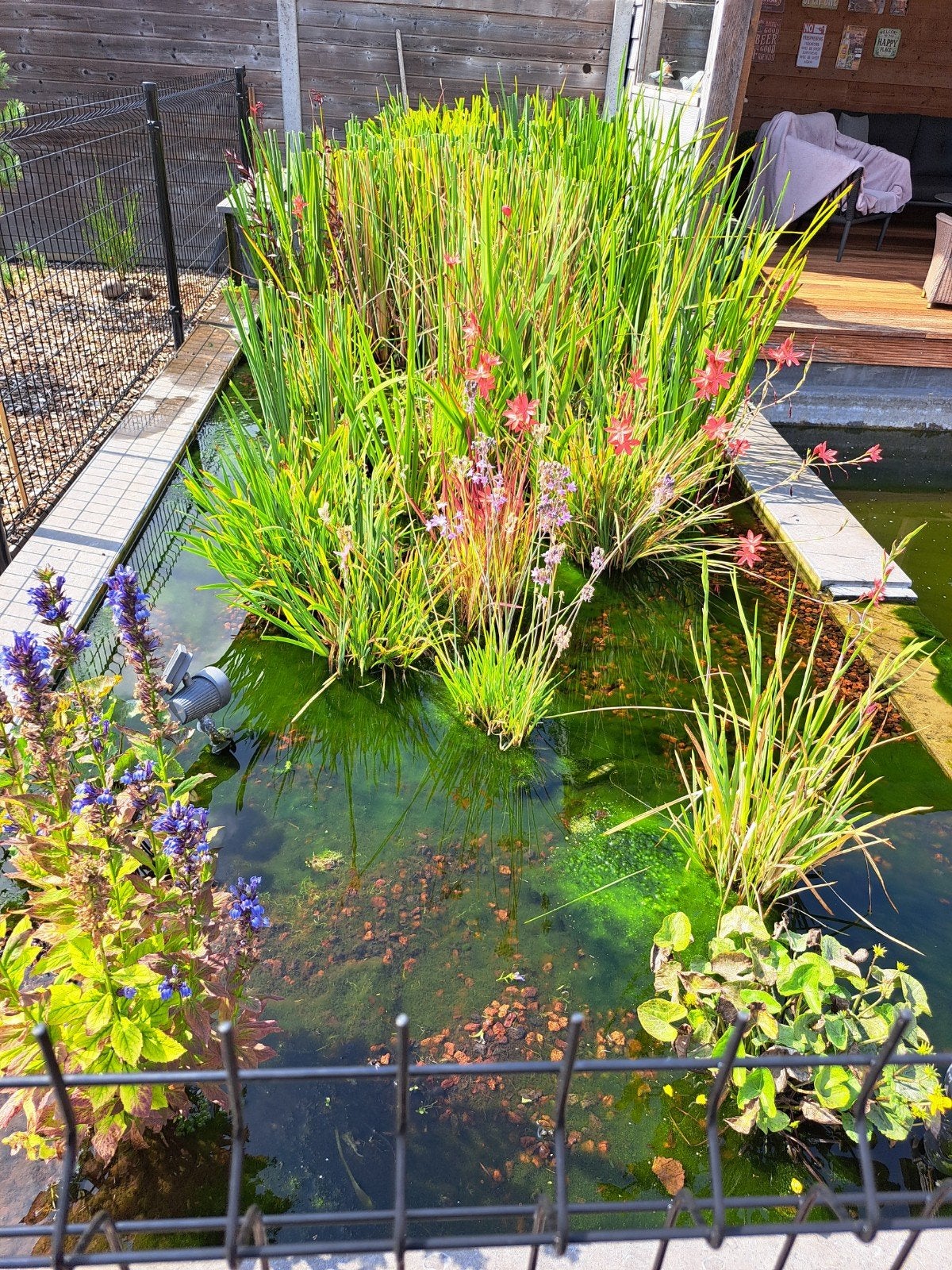 vijverplanten te koop, Tuin en Terras, Ophalen