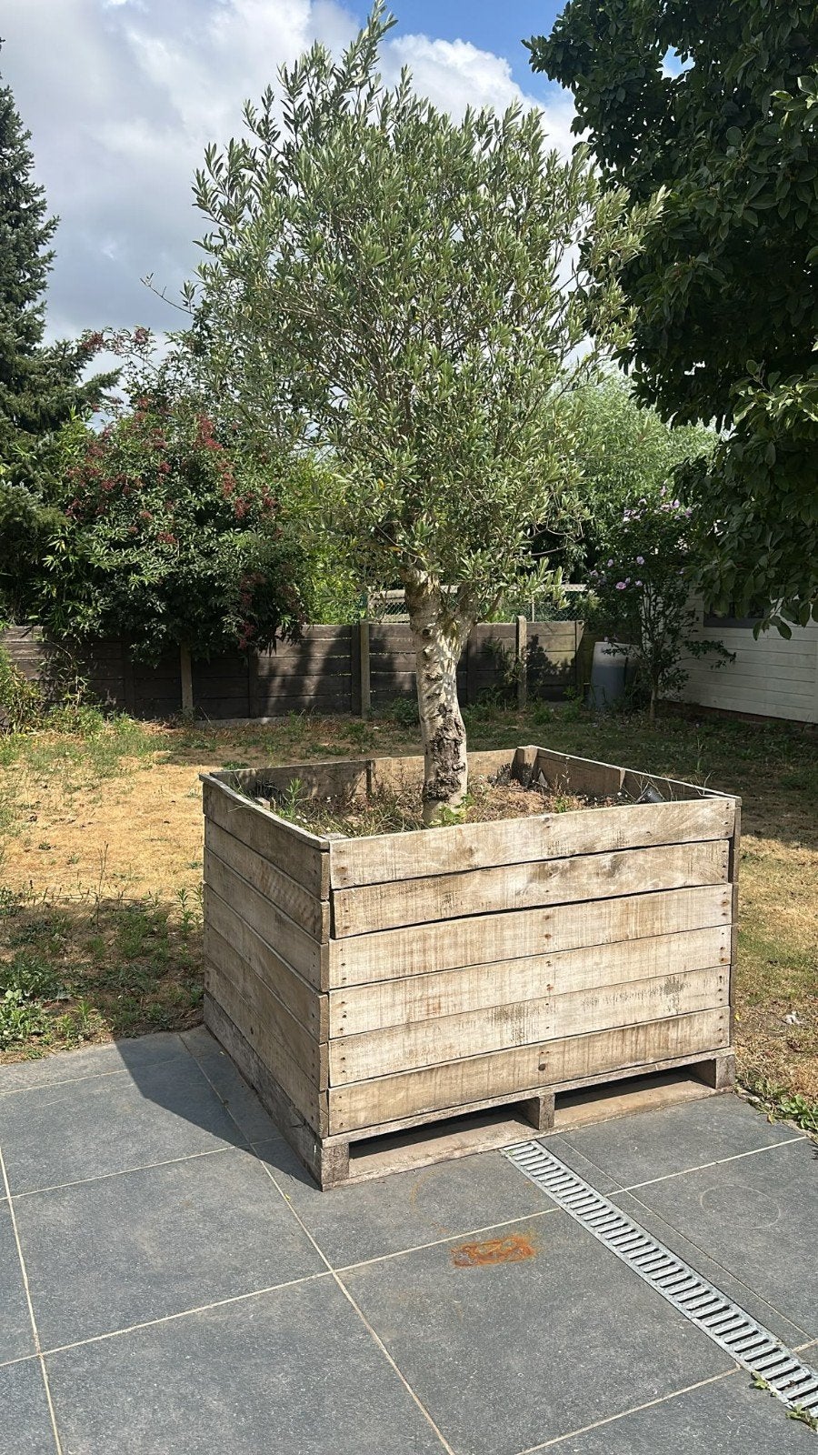 olijboom, Tuin en Terras, Ophalen