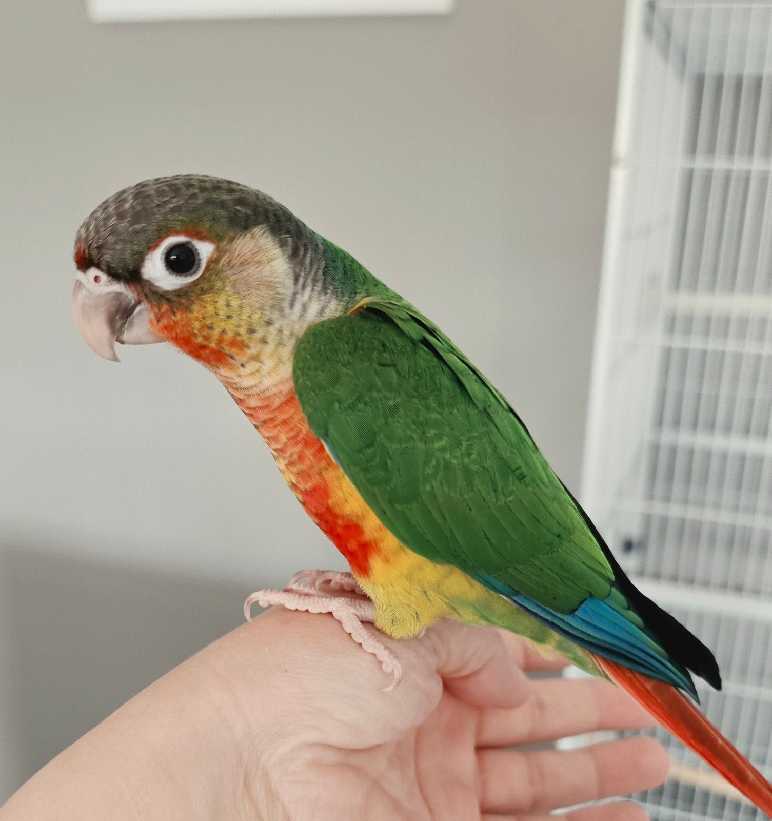 Tamme jonge Pyrrhura (Pop), Dieren en Toebehoren, Vrouwelijk, Parkiet, Tam