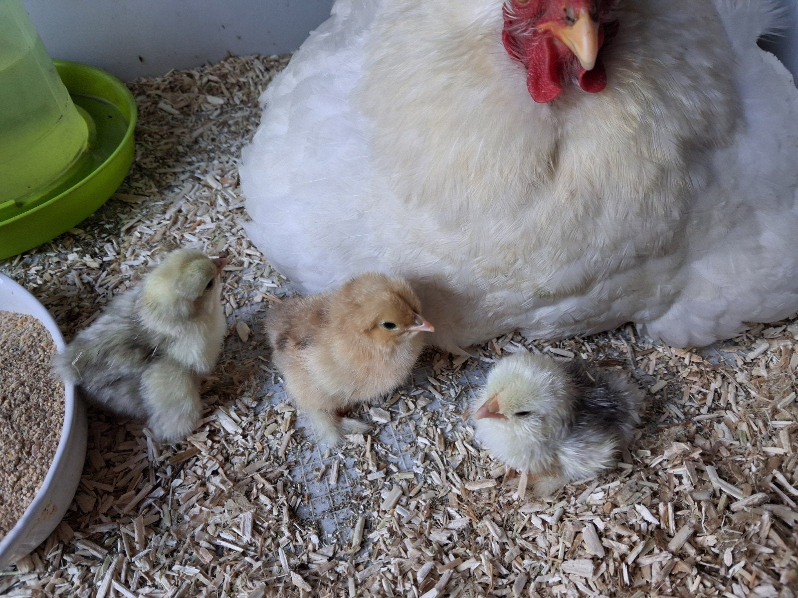 2 cochin kriel kuikens. Lichtbruin/buff.