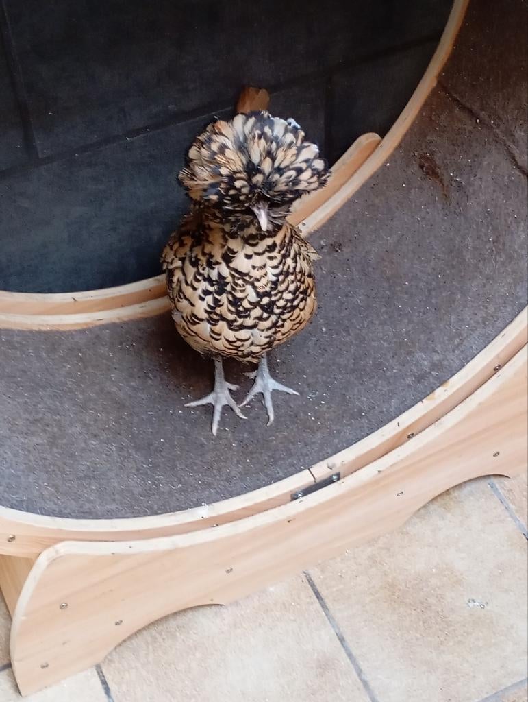 Roue de divertissement pour chat, Enlèvement