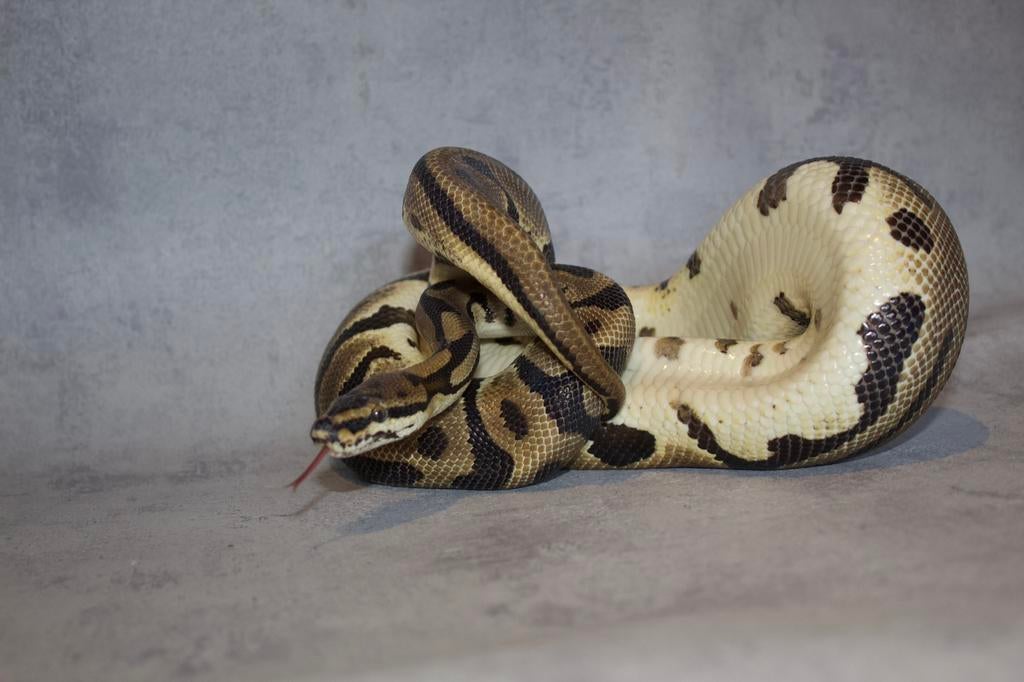 1.0 Leopard / pastel jaccepte echange contre autre, Serpent, Domestique, 3 à 6 ans