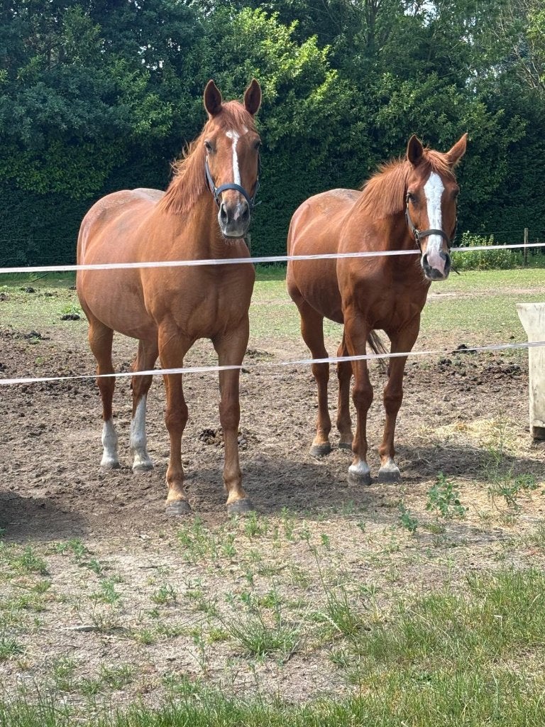 paarden, Animaux & Accessoires, Chevaux, Avec pedigree, 11 ans ou plus, Débourré, 160 à 165 cm