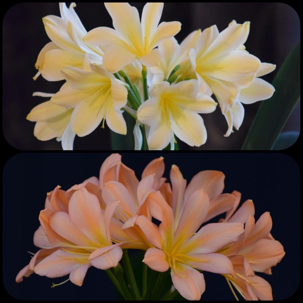 Clivia kruising plantje: Light Yellow x Pink Peach Bonny, Bloeiende kamerplant, Ophalen of Verzenden, Volledige schaduw, Minder dan 100 cm