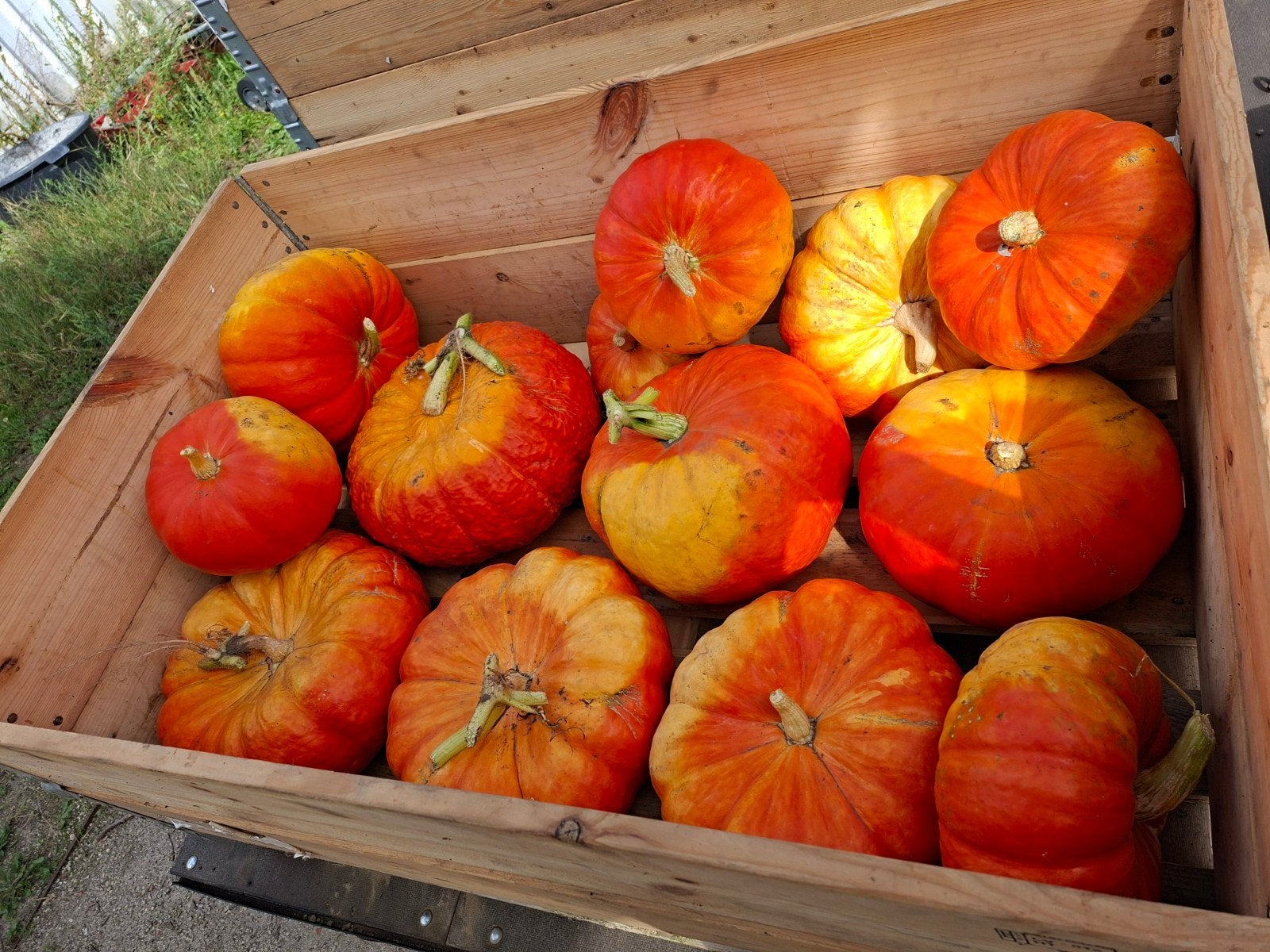 pompoenen (eetbare en voor Halloween), Enlèvement ou Envoi