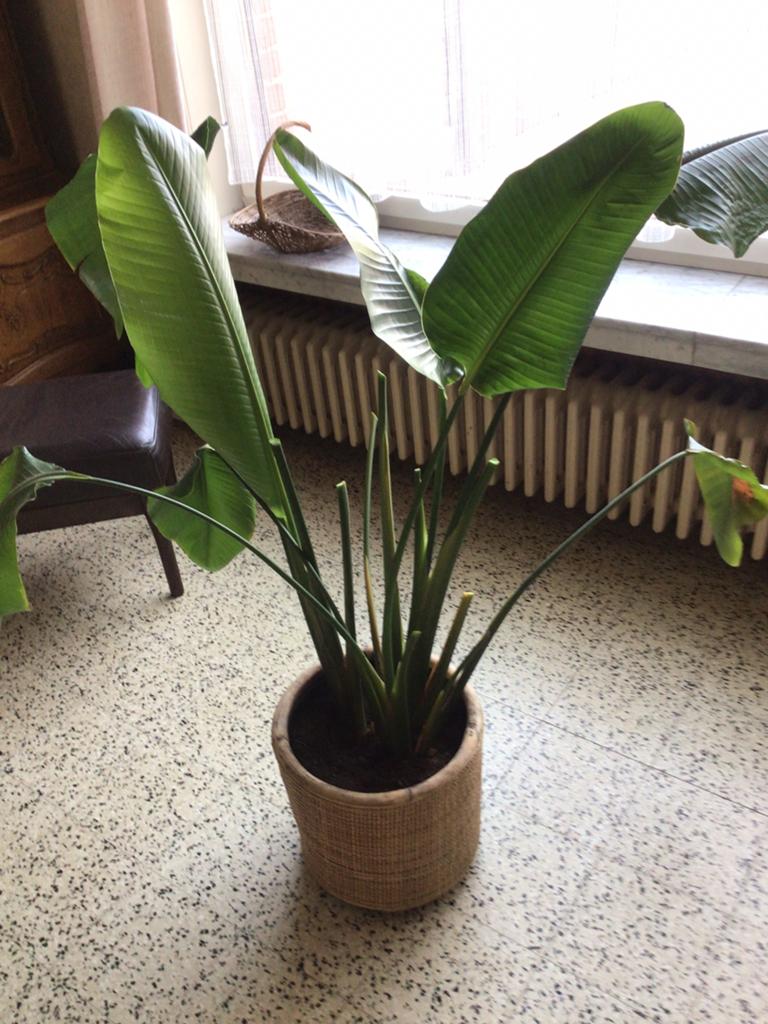 Plant strelitzia + pot, Ophalen of Verzenden