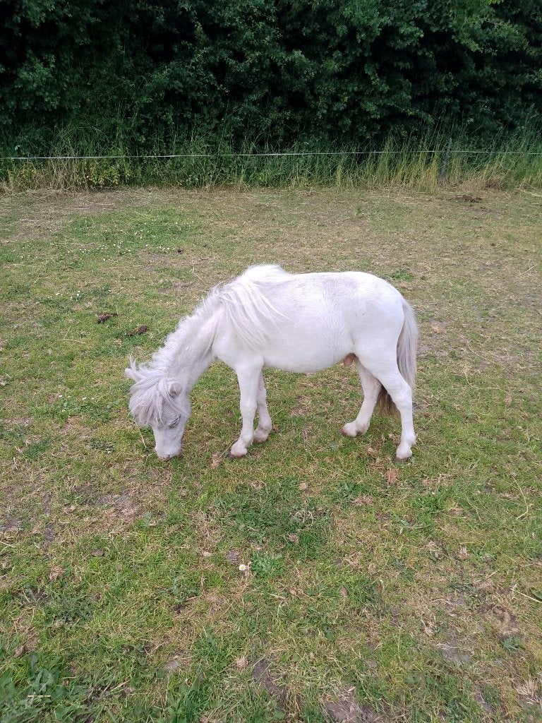 Uniek klein Mini paardje 62 cm!!Met paspoort en Chip, Dieren en Toebehoren, Pony's, Hengst, Gechipt