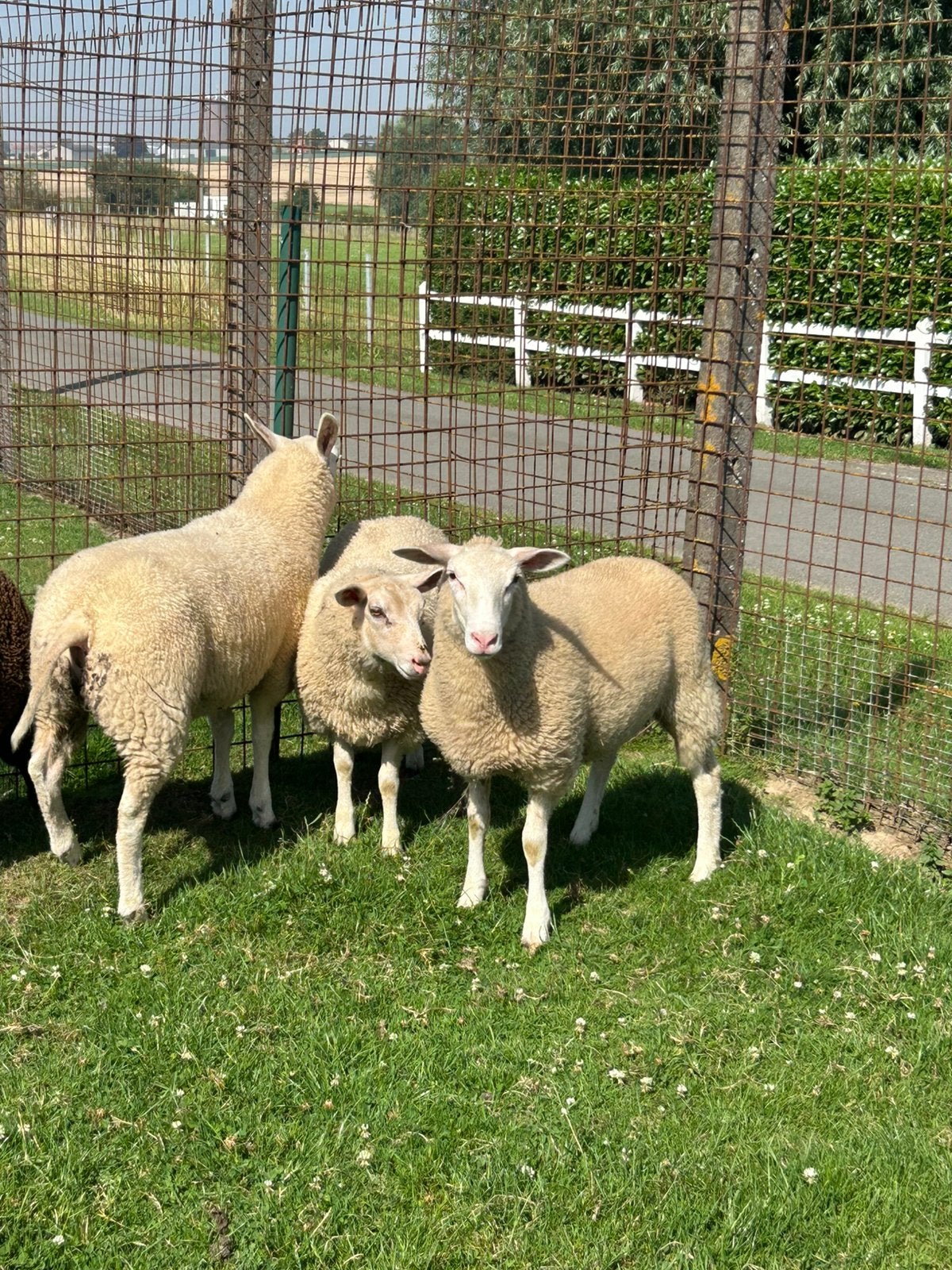 4 mooie jonge ooien kruising swifter, Dieren en Toebehoren, Vrouwelijk, Schaap