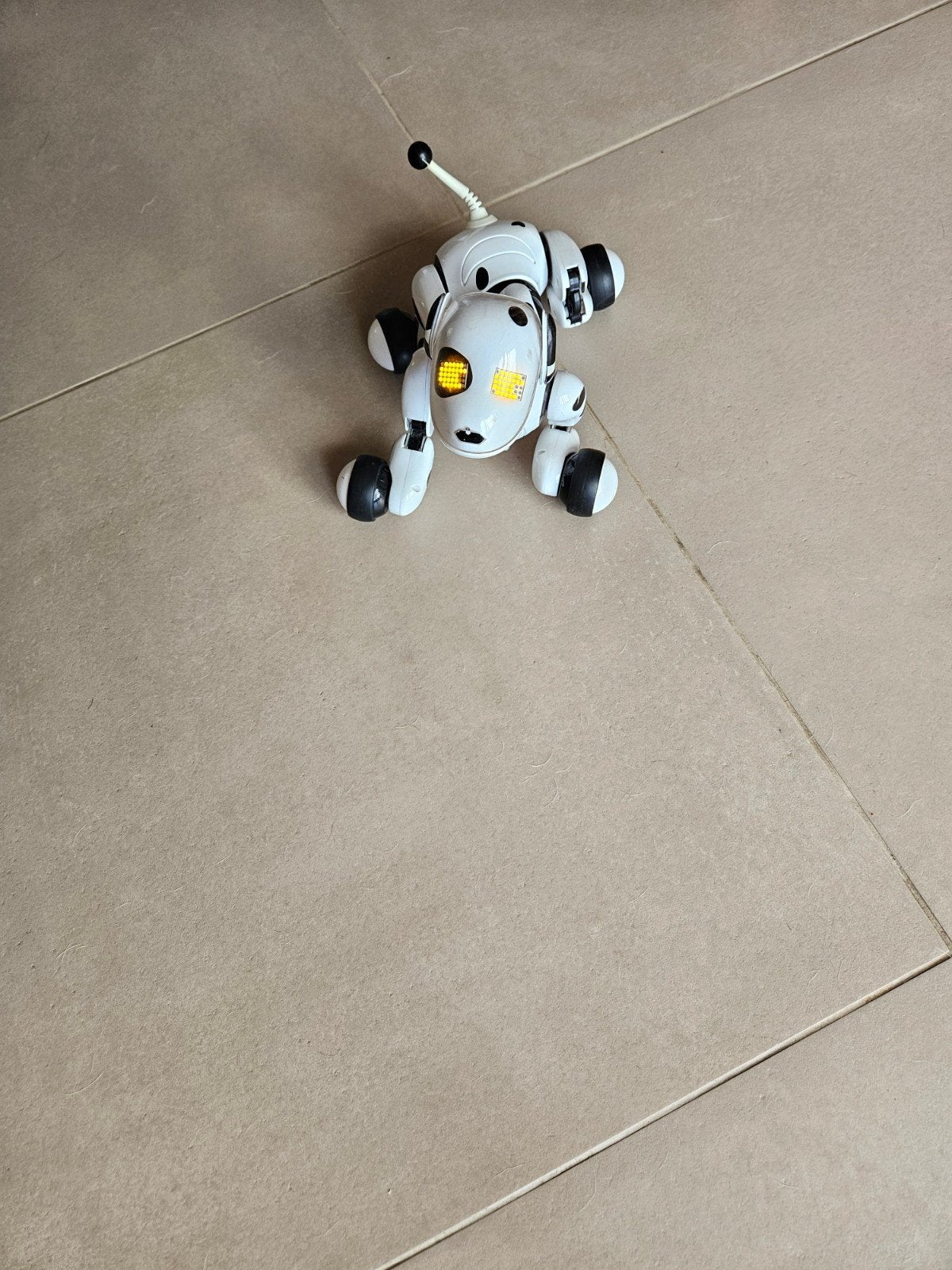 hond zoomer (educatieve hond), Ophalen