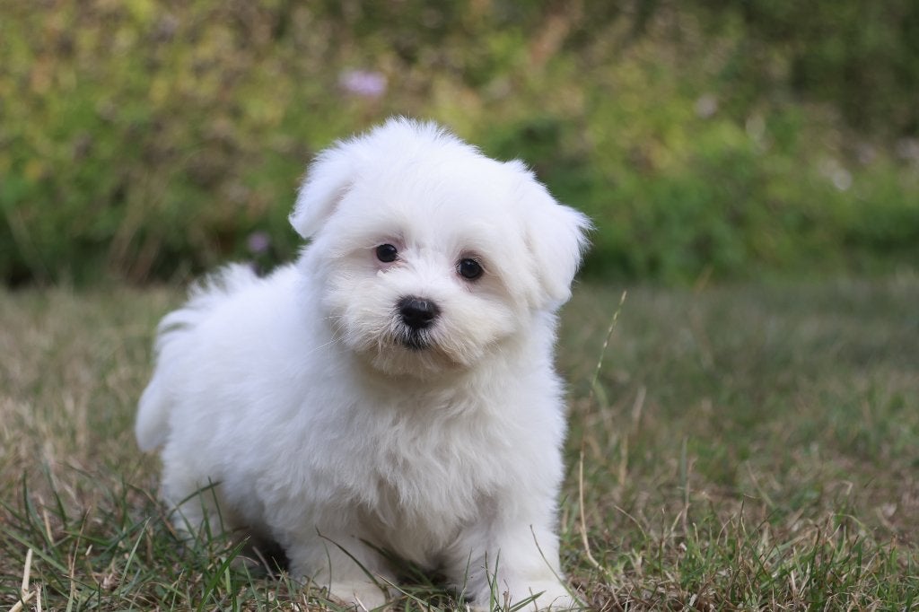 Chiot maltais, garçon, né le 22 juin, Chien (mâle), Maladie de Carré (chiens), Belgique, Bichon maltais