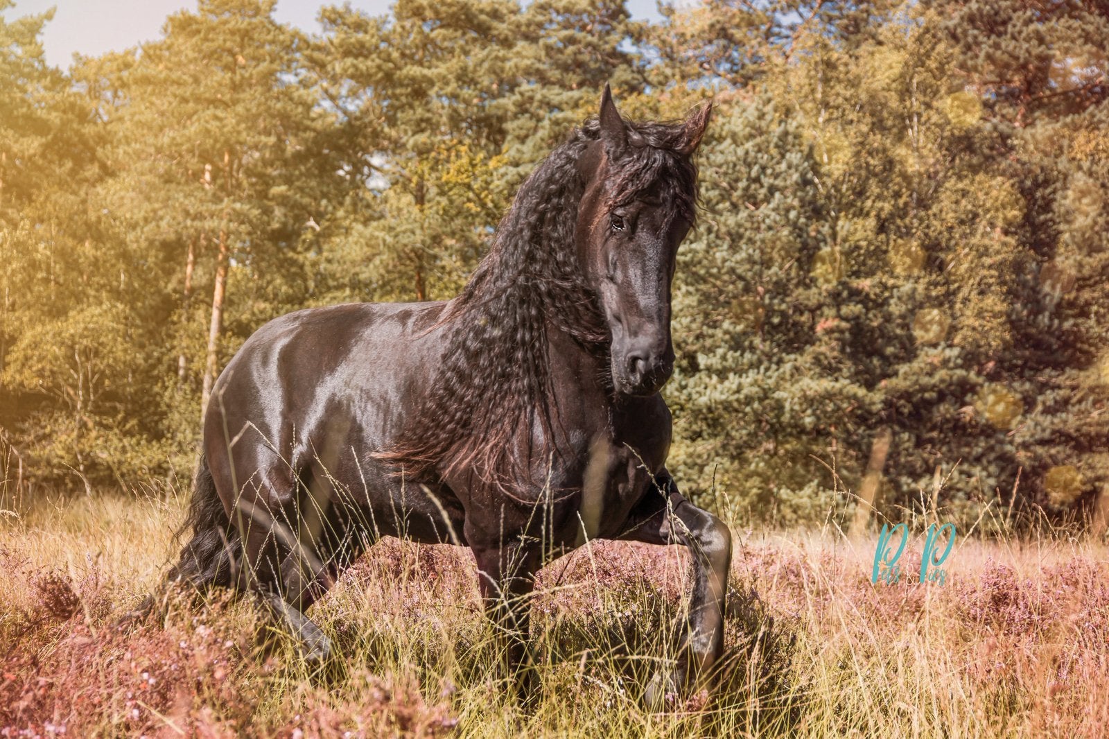 Verzorgpaard aangeboden, Animaux & Accessoires, Chevaux, Jument