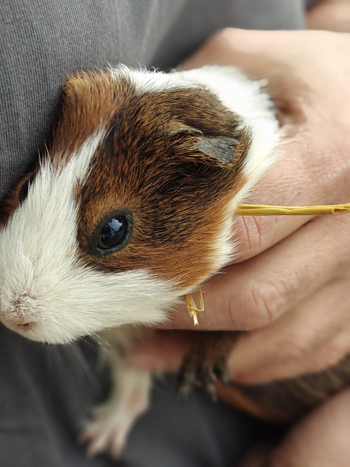 cavia te koop zelf doos meebrengen, Dieren en Toebehoren, Juli, Cavia