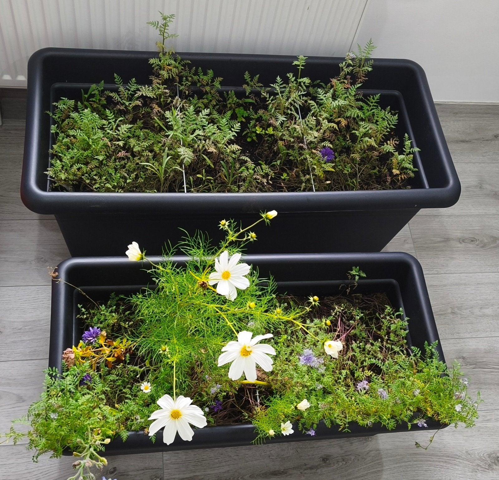 Lot de 2 grands bacs jardinières garnis (Terreau + Fleurs) +, Enlèvement ou Envoi, Neuf