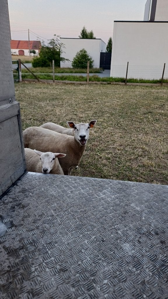 Schaap, Vrouwelijk, Schaap, 3 tot 5 jaar