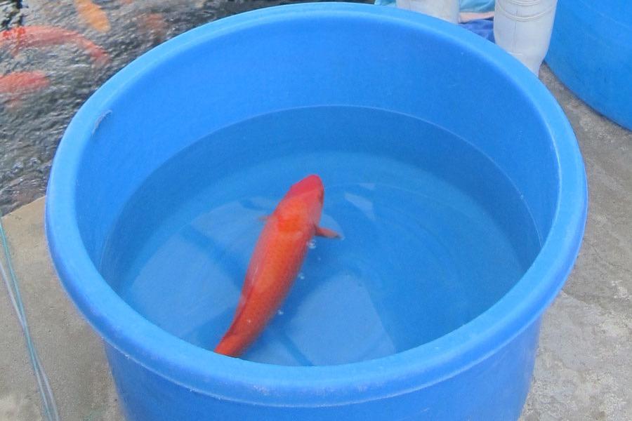 Blauwe bowl (inspectievat) voor vissen of koi, Tuin en Terras, Ophalen, Zo goed als nieuw, Overige typen