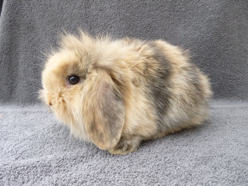 2 schattige zindelijke Nederlandse dwerghangoortjes, Plusieurs animaux, Petit, Oreilles tombantes, 0 à 2 ans
