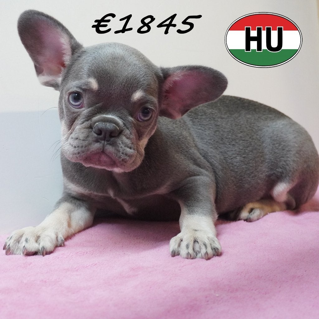 Franse Bulldog pups te koop – Kleine snoetjes, grote charme, 15 weken tot 1 jaar, Buitenland, Parvo, Meerdere