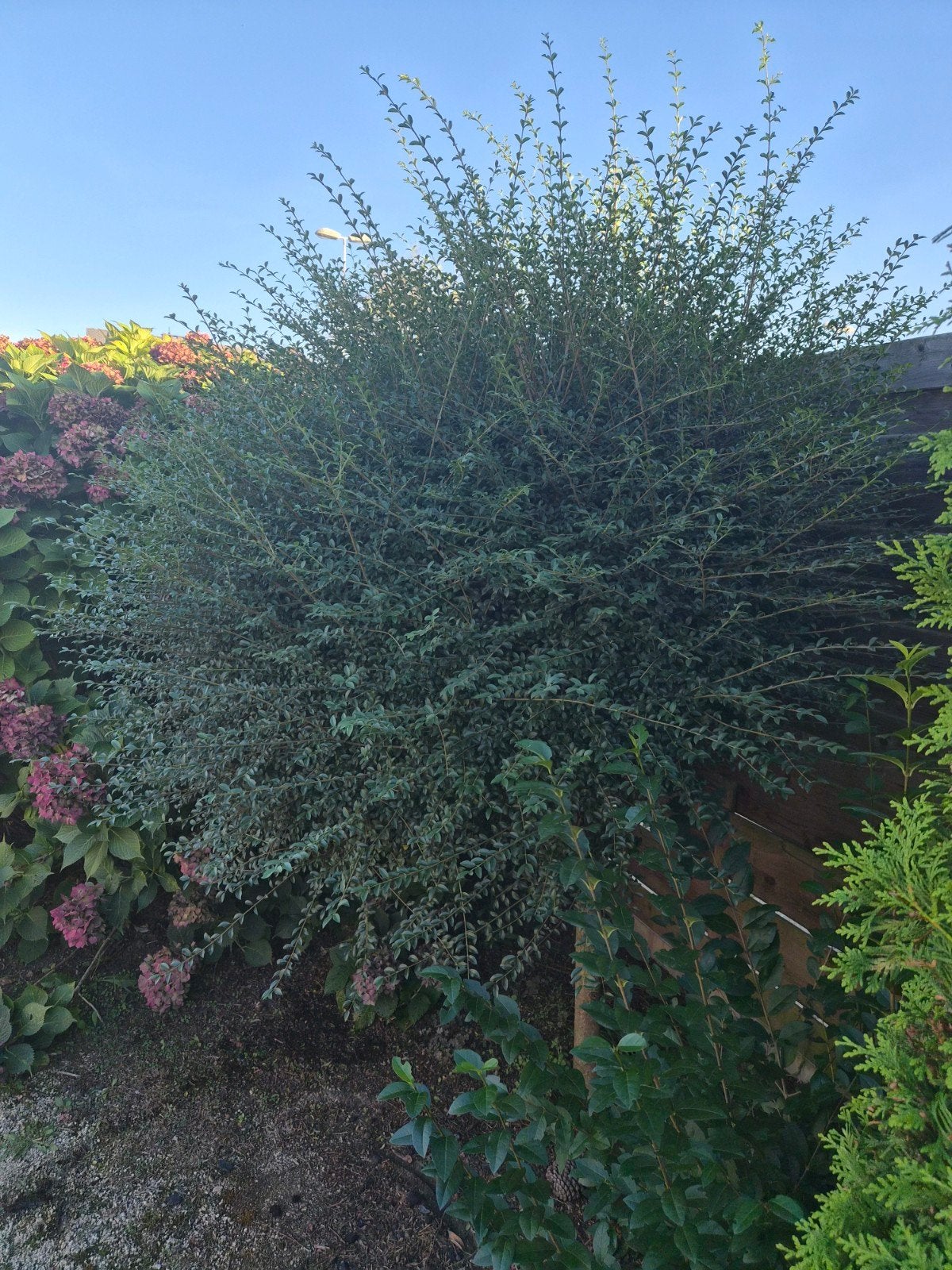 Gratis af te halen: Mooie bolboom / liguster op stam, Tuin en Terras, Ophalen, Bolboom, 100 tot 250 cm