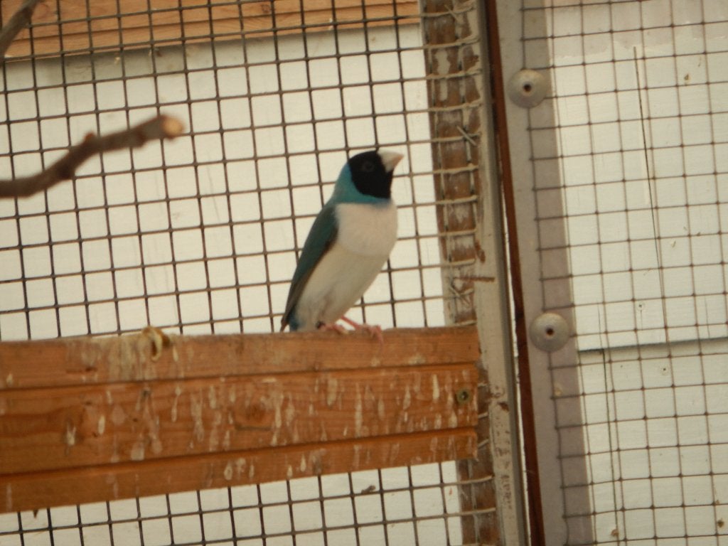 te koop  GOULDS  AMADINE, Meerdere dieren, Tropenvogel