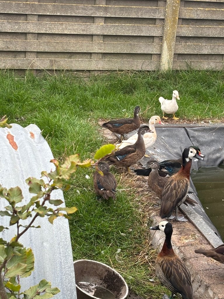 Carolina eenden wildkleur, Dieren en Toebehoren