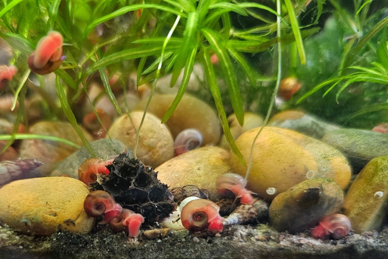 planorbes oranges - Bruxelles, Escargot ou Mollusque