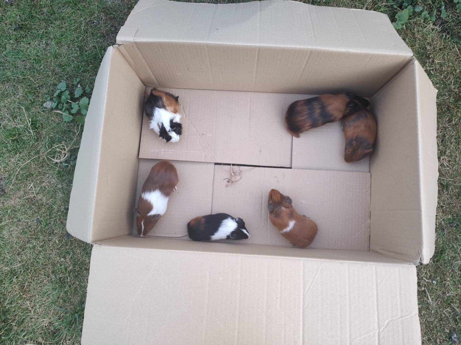 Cavia's, Ophalen