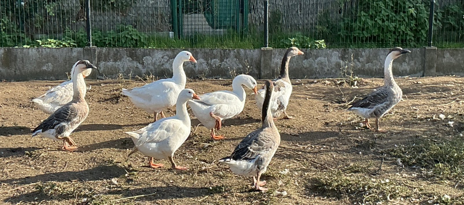 Ganzen, Dieren en Toebehoren, Meerdere dieren, Gans of Zwaan