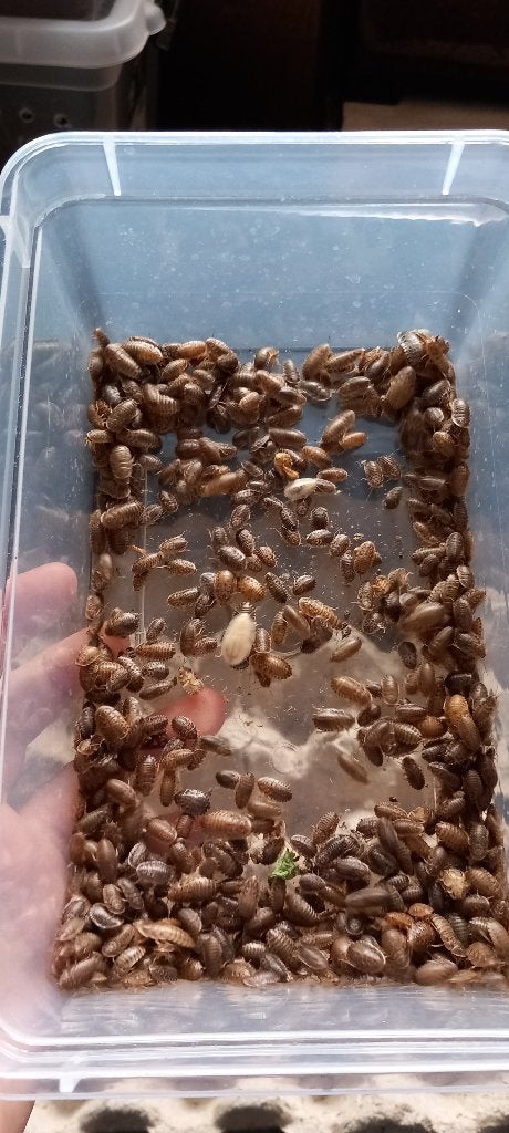 Blaptica dubia Kakkerlakken mini (tijdelijk uitverkocht!), Dieren en Toebehoren, Overige Dieren, Meerdere dieren, Maart