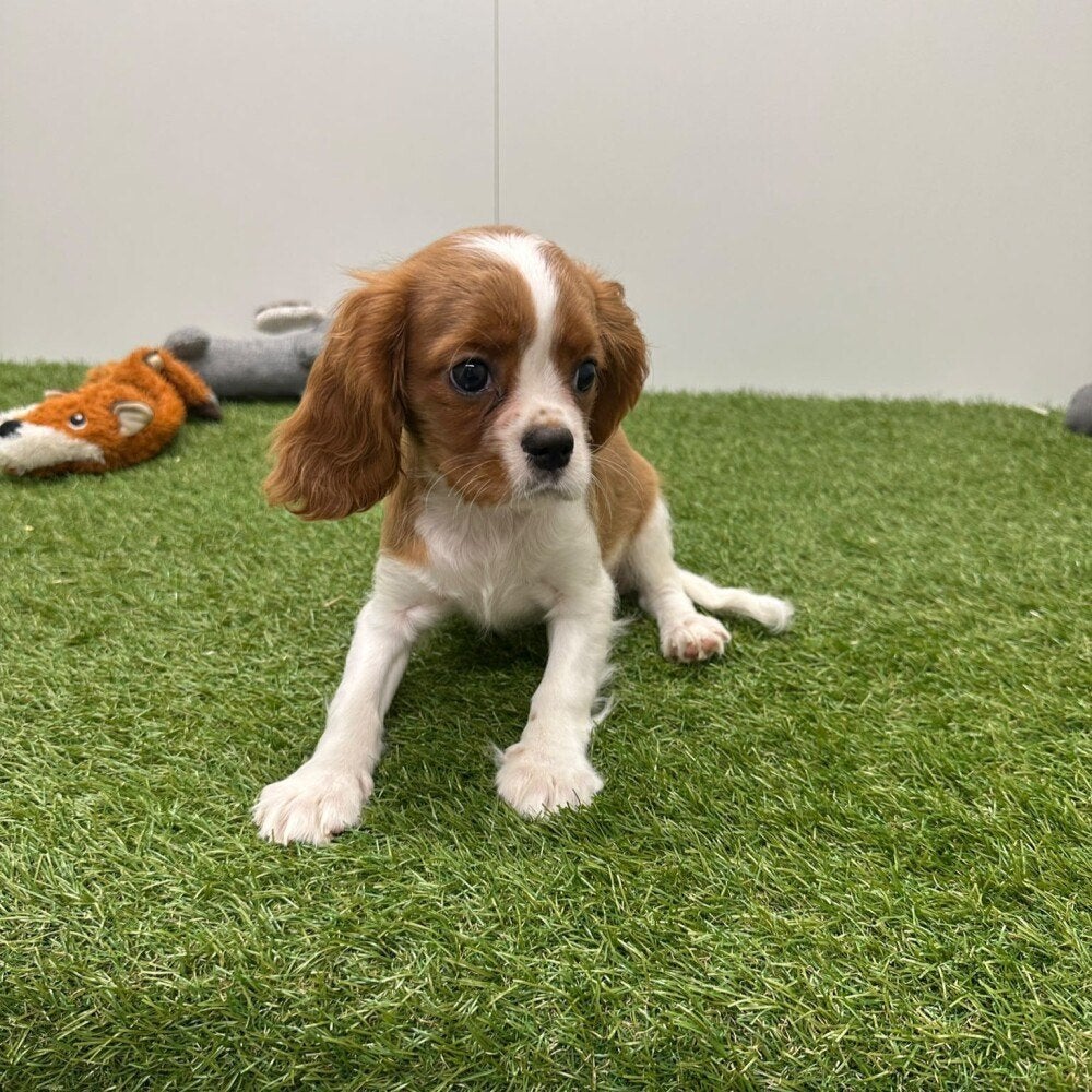 Nid d'épagneul Cavalier King Charles, Maladie de Carré (chiens), Plusieurs, Belgique, Plusieurs animaux